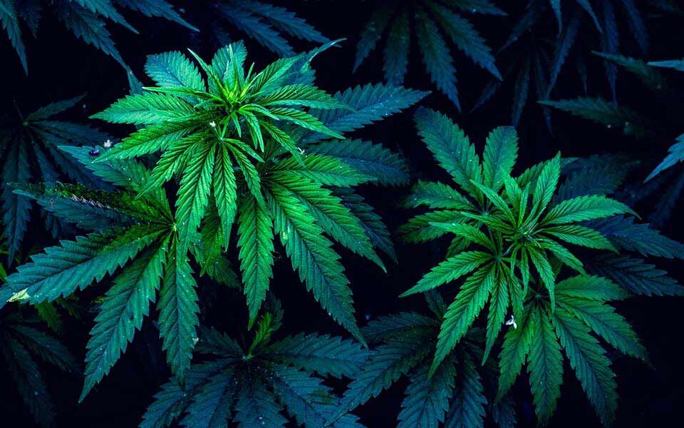 chanvre-cbd-feuilles-mybud